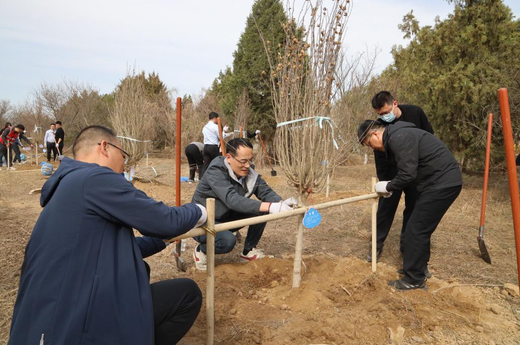 职工们为新树苗做加固支撑 职工们为新树苗做加固支撑
